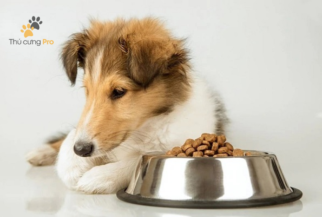 Các Bước Chữa Chó Biếng Ăn Tại Nhà Hiệu Quả