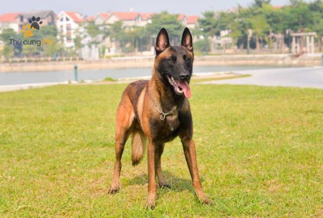 becgie bỉ giá bao nhiêu