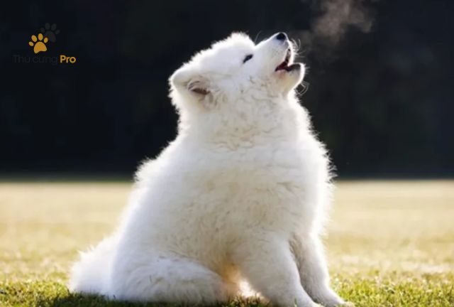 bị chó sủa là điềm gì