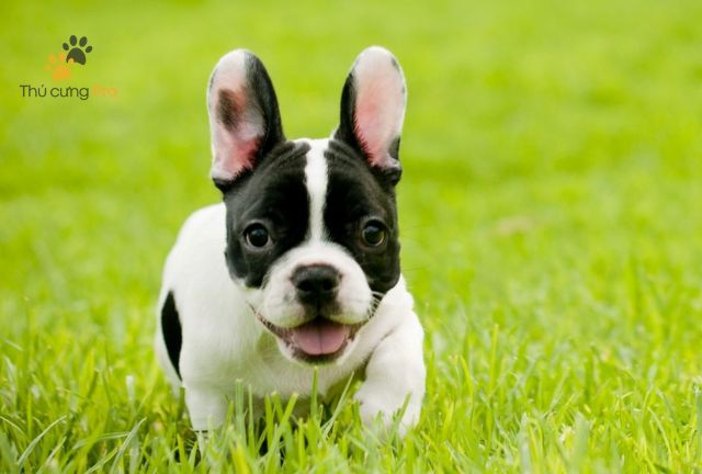 bull pháp bò sữa giá bao nhiêu