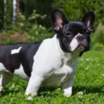 Bull Pháp Bò Sữa Giá Bao Nhiêu Trên Thị Trường Hiện Nay
