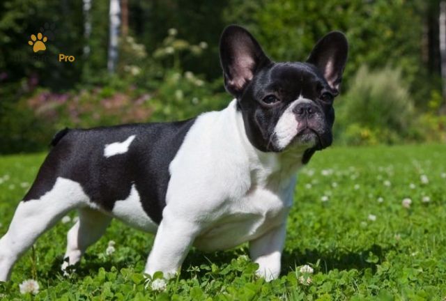 Bull Pháp Bò Sữa Giá Bao Nhiêu Trên Thị Trường Hiện Nay