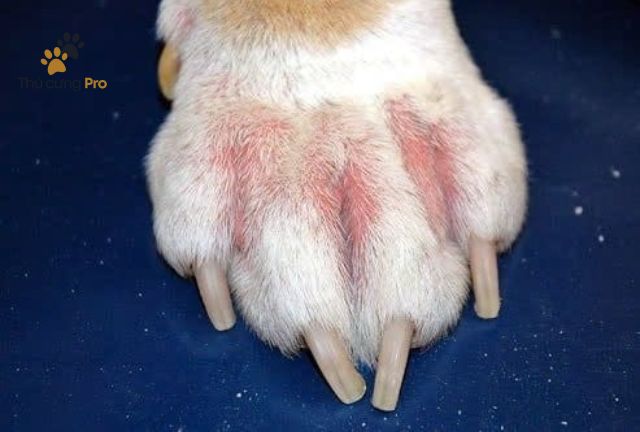 các bệnh về da ở chó poodle