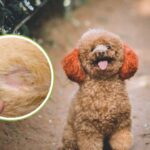 Cách Chăm Sóc Da Cho Chó Poodle Để Phòng Ngừa Bệnh