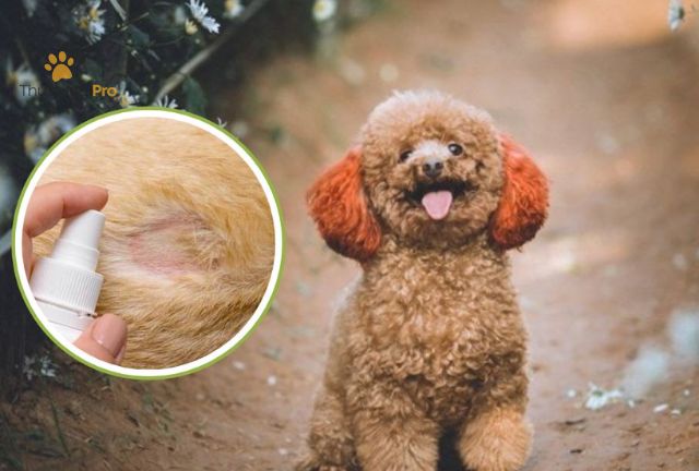 Cách Chăm Sóc Da Cho Chó Poodle Để Phòng Ngừa Bệnh