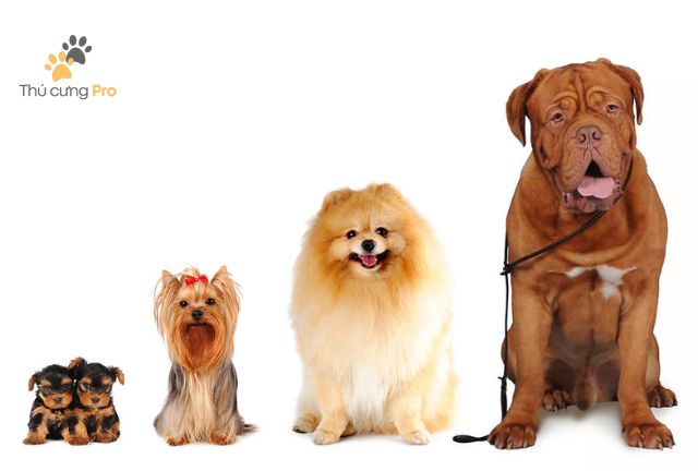 các giống chó cảnh trên thế giới