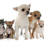 Chó Phốc Sóc (Pomeranian)