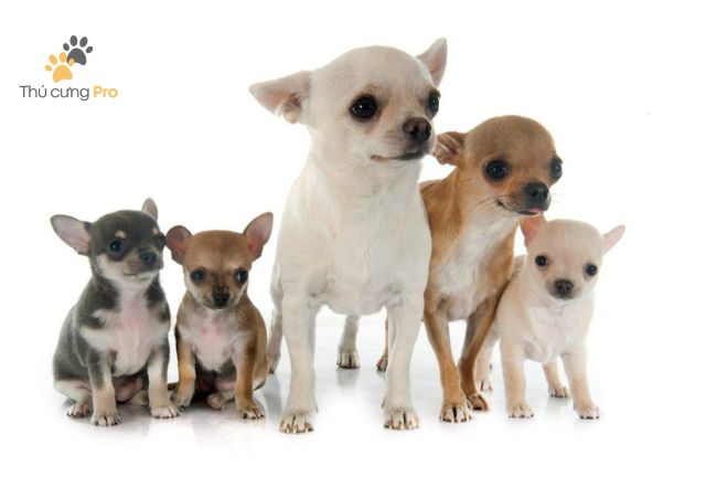 Chó Phốc Sóc (Pomeranian)
