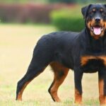 Huấn Luyện Chó Giữ Nhà: Những Điều Cần Biết