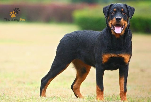 Huấn Luyện Chó Giữ Nhà: Những Điều Cần Biết