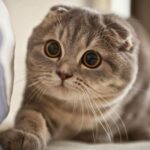 Mèo Scottish Fold - "Tai cụp" ngộ nghĩnh