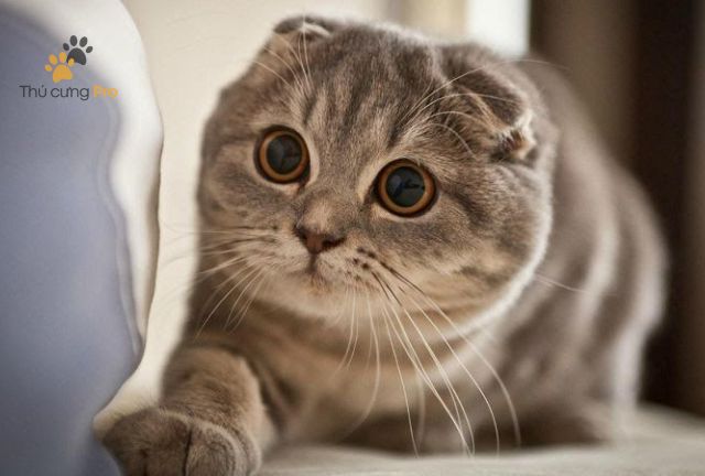Mèo Scottish Fold - "Tai cụp" ngộ nghĩnh