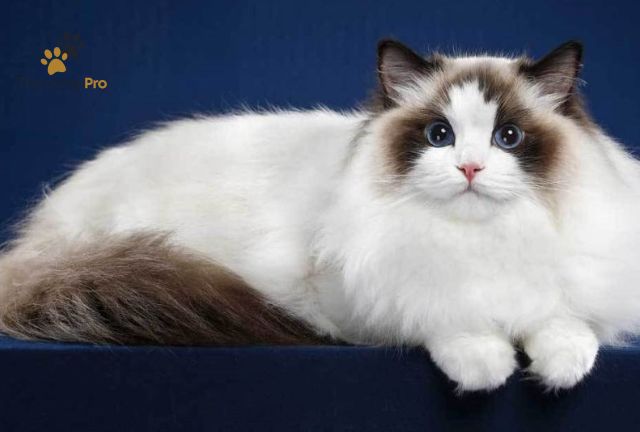 các giống mèo dễ thương nhất