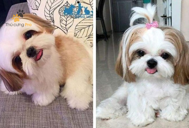 Chó Shih Tzu