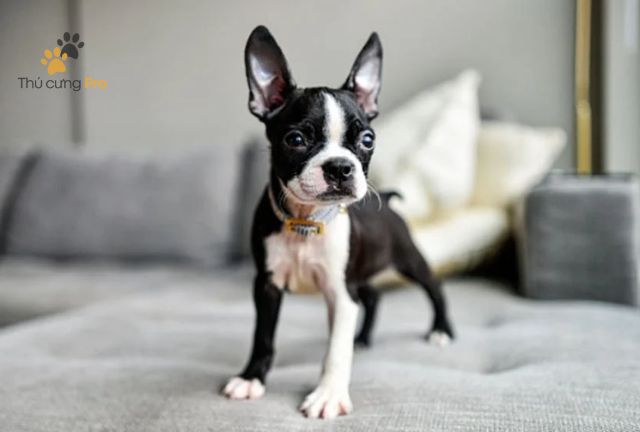 Boston Terrier: "Quý Ông" Lịch Thiệp Với Bộ Lông Tuxedo