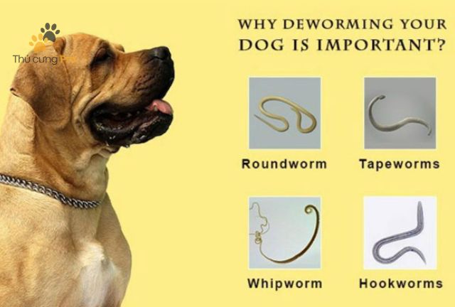Phòng Ngừa Nhiễm Giun Cho Chó: Các Biện Pháp Hiệu Quả