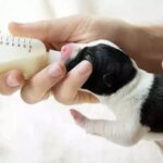 cách bơm sữa cho chó con