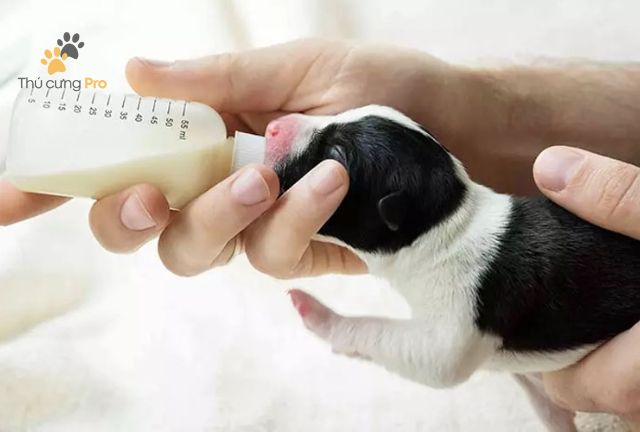 cách bơm sữa cho chó con