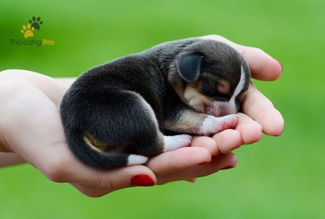 Cách Pha Sữa Cho Chó Con