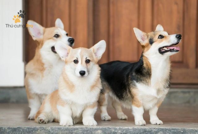 cách chăm sóc chó corgi