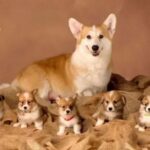Huấn Luyện Chó Corgi: Kiên Nhẫn và Nhất Quán