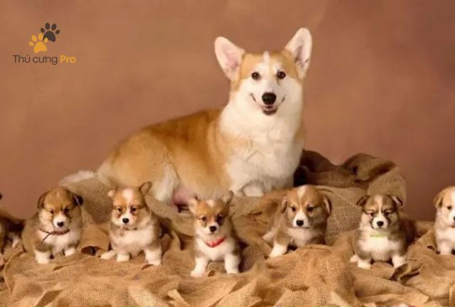 Huấn Luyện Chó Corgi: Kiên Nhẫn và Nhất Quán