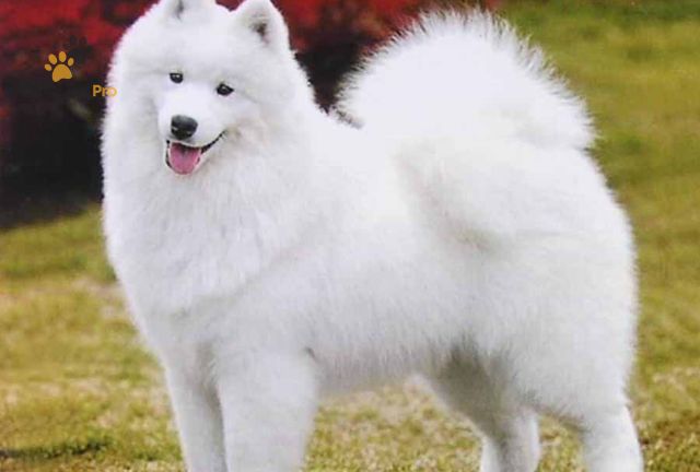 cách chăm sóc chó samoyed
