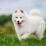 Chế Độ Dinh Dưỡng Khoa Học Cho Samoyed