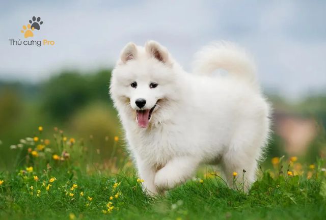 Chế Độ Dinh Dưỡng Khoa Học Cho Samoyed