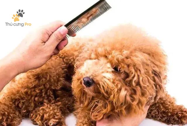 cách chăm sóc lông cho poodle