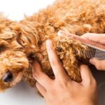 Hướng Dẫn Từng Bước Cách Chăm Sóc Lông Cho Poodle