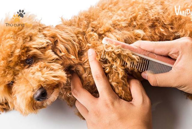 Hướng Dẫn Từng Bước Cách Chăm Sóc Lông Cho Poodle