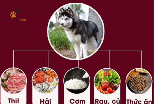 cách chế biến thức ăn cho chó husky