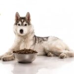 Các Nhóm Thực Phẩm Quan Trọng Trong Chế Độ Ăn Của Husky