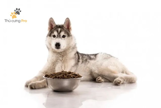 Các Nhóm Thực Phẩm Quan Trọng Trong Chế Độ Ăn Của Husky