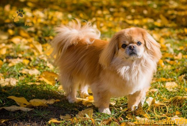 Các Tiêu Chí Quan Trọng Khi Chọn Chó Bắc Kinh Lai Nhật