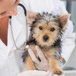 Cách Chữa Chó Con Bị Đường Ruột Tại Nhà
