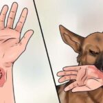 cách dạy chó không cắn tay