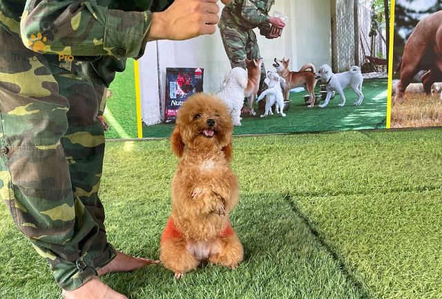 Các Bài Học Cơ Bản Trong Cách Dạy Chó Poodle
