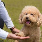 cách dạy chó poodle