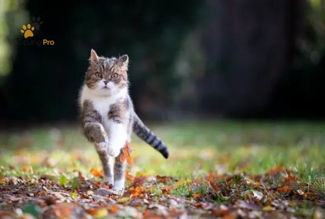 cách để mèo không bỏ đi