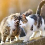 Cách Để Mèo Không Bỏ Đi: 7 Bí Quyết Hiệu Quả