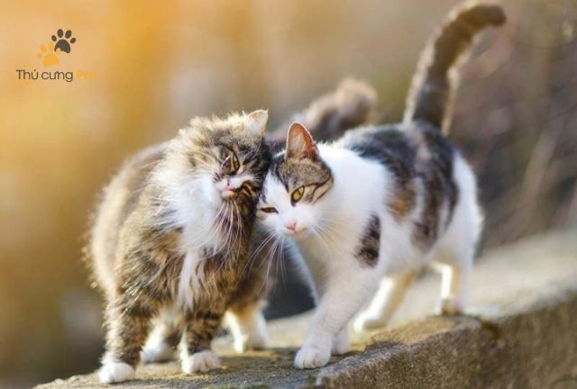 Cách Để Mèo Không Bỏ Đi: 7 Bí Quyết Hiệu Quả