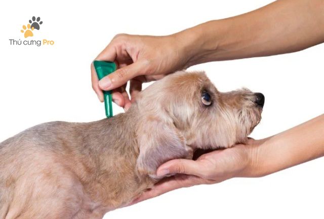 Cách Phòng Ngừa Rận Cho Chó