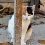 cách gọi mèo đi lạc về