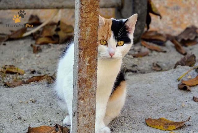 cách gọi mèo đi lạc về