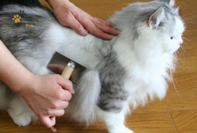 cách làm lông mèo mượt