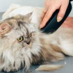 Yếu Tố Môi Trường: Ảnh Hưởng Đến Lông Mèo