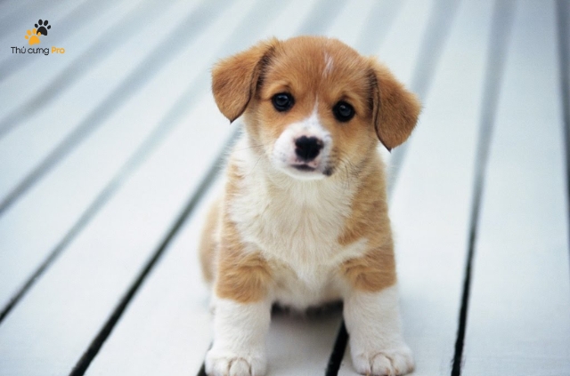 Việc chào đón một chú chó con mới về nhà là một trải nghiệm vô cùng thú vị