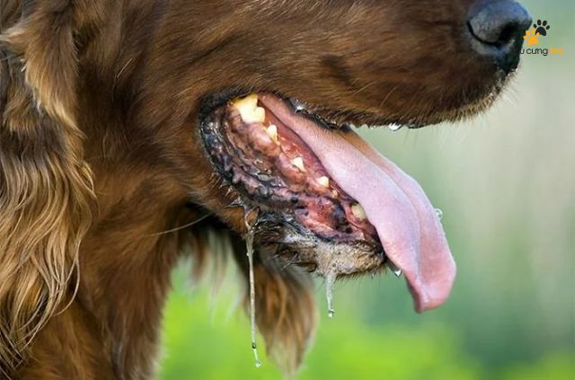 Chảy dãi là một hiện tượng khá phổ biến ở chó